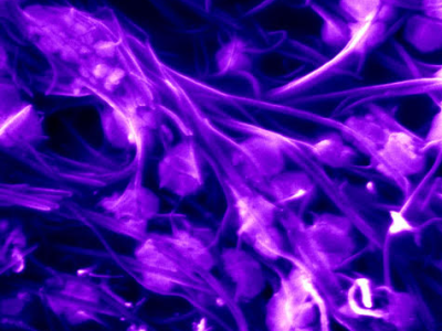 electron microscopy image of carbon nanotubes. Credit Elizabeth Floresgomez and Yin-Ting Yeh