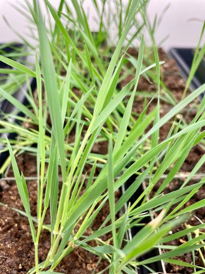 The model grass species Brachypodium distachyon