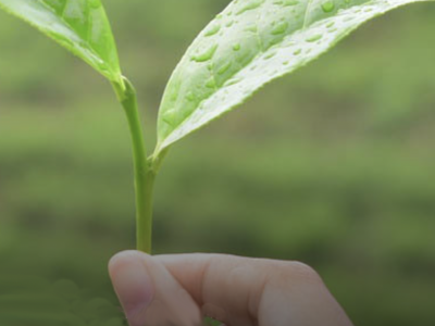 hand holding a plant whose leaves have water drops