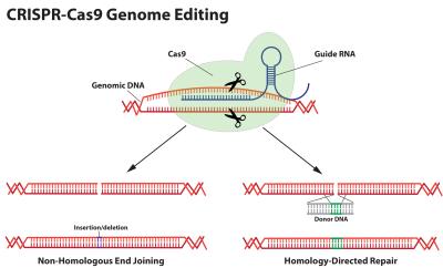 TWO METHODS OF GENOME EDITING USING THE CRISPR-CAS9 SYSTEM