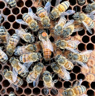 bees in a hive. Credit: Sean Bresnahan