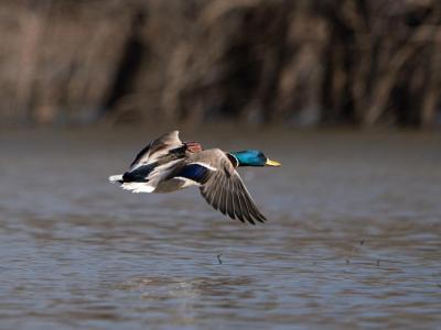 duck wearing gps on back flys over lake. Credit: Clayton Holmes