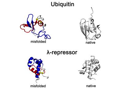 Protein structures showing non-native entanglements compared to native conformations for two proteins