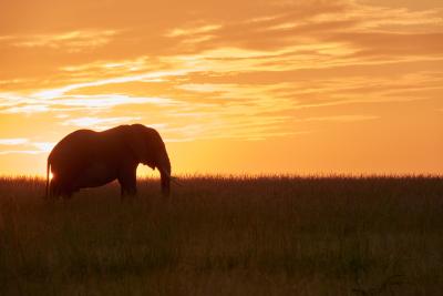 A lone elephant standing in tall grass with a vivid orange and yellow sunset sky in the background, creating a striking silhouette against the horizon.