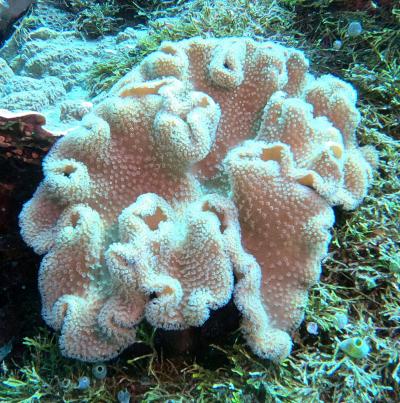 Corals on the ocean floor.