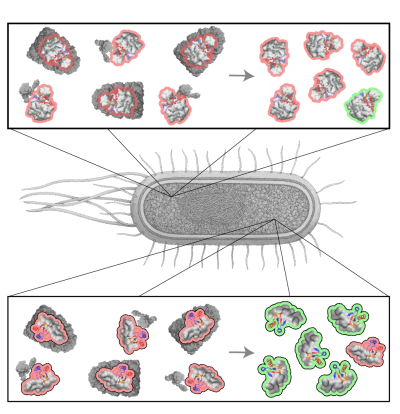 Image of E. coli bacterial cell with boxes zooming in on differently colored proteins.