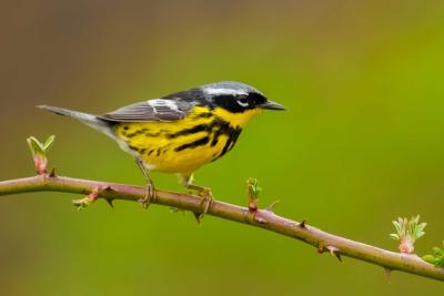 Magnolia Warbler on branch. Credit Davey Walters