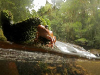 orange frog sitting next to stream