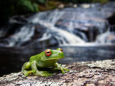 Atlantic Forest treefrog