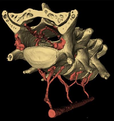 microCT scan image of vein connected to vertebrae