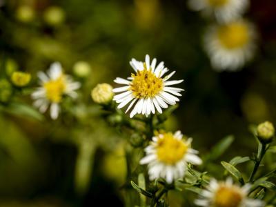 white flowers