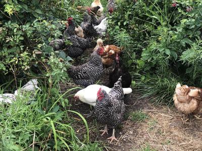 chickens among foliage