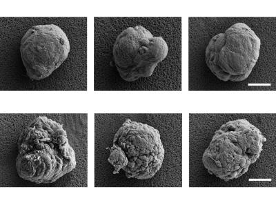 photos of uncoated cell clusters, with some covered in a thin film