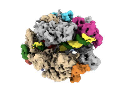 image of RNA polymerase II from cryo-EM