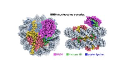 cryo-electron microscopy structures of BRD4