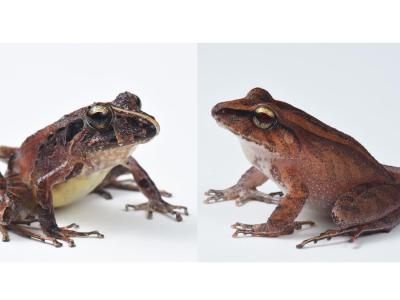 two photos of frogs on white background
