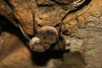 Healthy little brown bats in cave. Credit: U.S. Fish and Wildlife Service Headquarters/Wikimedia Comons
