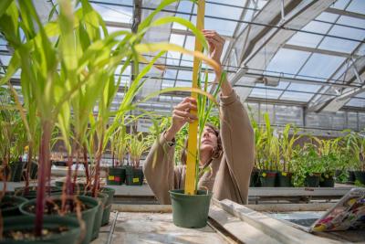 student measures a plant in the greenhouse