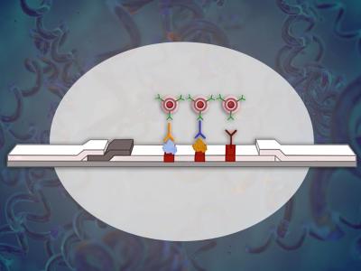 illustration of syphilis test showing strip and antibodies