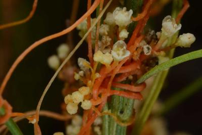 dodder strangles