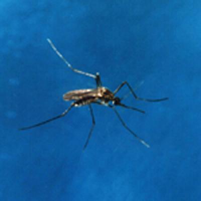 Mosquitoes Take Breeding with Just a Pinch of Salt