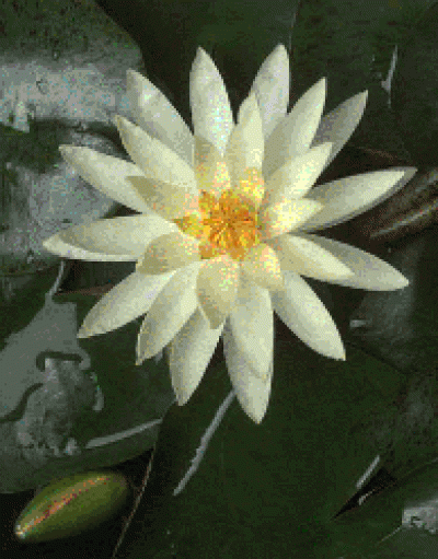 Research conducted by Claude dePamphilis and colleagues offers insight into the history of flowering plants and puts water lillies at the base of the family tree for such plants. Their genetic analyses alter previous perspectives and rank water lillies among the most ancient flowering plants known.
