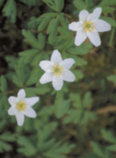 Wood anemone
