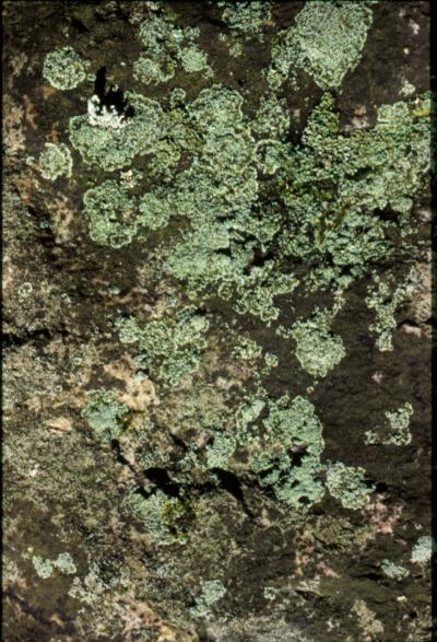 Lichens and moss covering rocks in Pennsylvania. Did Precambrian land look like this?  Photo Credit: David Geiser, Penn State