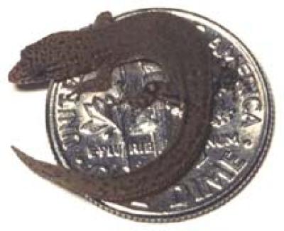 Jaragua lizard (adult female), from Beata Island, on U.S. dime.  Photo credit: Copyright S. Blair Hedges