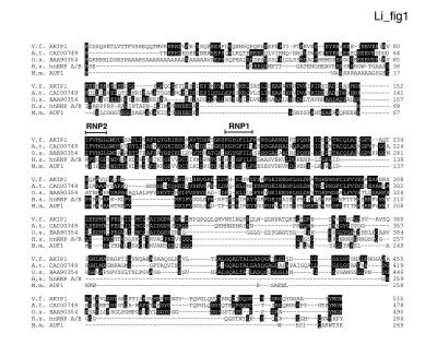 The deduced amino acid sequence of AKIP1 cDNA aligned (Clustal method) with several putative single-stranded RNA-binding proteins. 
