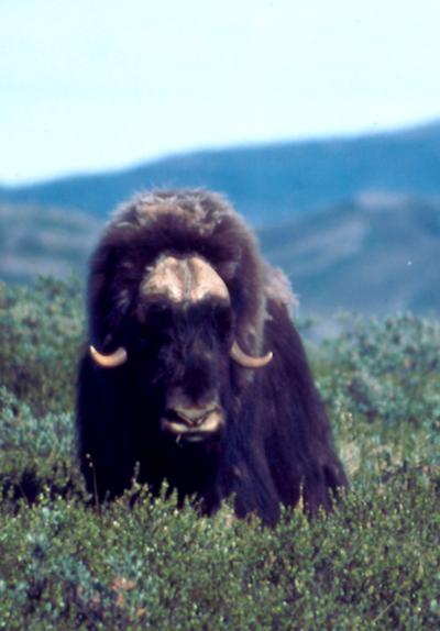Large-Scale Climate Change Linked to Simultaneous Population Fluctuations in Arctic Mammals