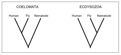 Gene Study Determines How Humans are Related to Fruit Flies and Nematode Worms