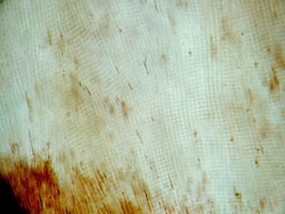 This image of fossil enamel clearly shows the kind of daily growth the researchers used in their study. Photo credit: Christopher Dean