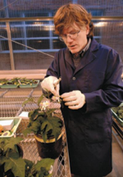 Steve Travers, a postdoctoral scholar in the research group headed by Andy Stephenson, professor of biology, uses a modified electric toothbrush to harvest pollen from flowers growing in the Buckhout Greenhouses on the University Park campus for the group's newest research project. Photos: Greg Grieco, Penn State