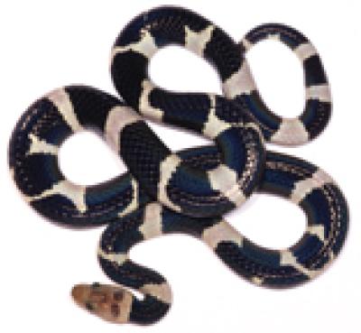 Scientists Discover Where Snakes Lived When They Evolved into Limbless Creatures