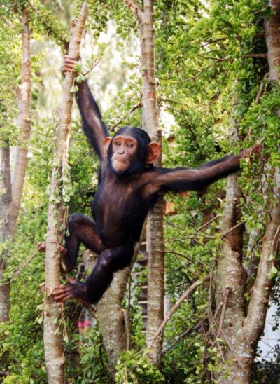 Our closest animal relative is not so far away. Chimpanzees diverged from humans only 5-7 million years ago according to a newly released study of gene sequences. Credit: Anne Fischer, Max Plank-Institute for Evolutionary Anthropology