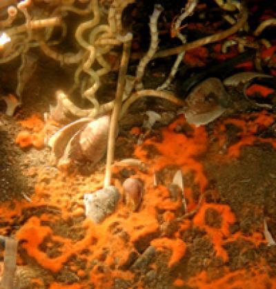 Close-up photograph of the base of an aggregation of the symbiotic vestimentiferan tubeworm Lamellibrachia luymesi from a cold seep at 550 m depth in the Gulf of Mexico.  Credit: Ian MacDonald, Texas A&M University
