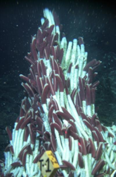 This is an image of a group of the giant hydrothermal vent tubeworm, Riftia pachyptila, taken around 2500 m at 9ºN along the East Pacific Rise (Pacific Ocean).