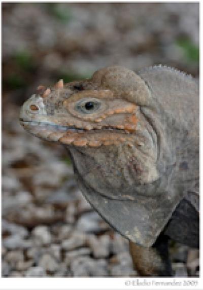 © Eladio Fernandez 2005 Looks can be deceiving: New gene study redraws family tree of lizards and puts primitive-looking iguanas (shown here) and relatives at the top instead of bottom of the tree.
