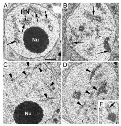 A sample of the electron-microscope images obtained during research in the laboratory of Hong Ma at Penn State, showing the nucleus, synaptonemal complex, and other structures within the cell.