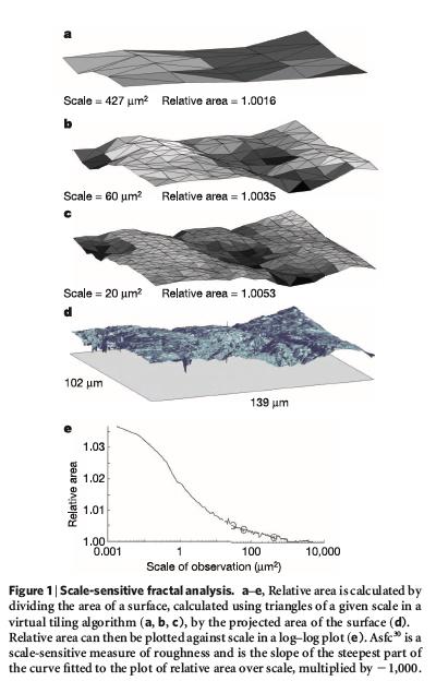 Scale-sensitive fractal analysis. a-e, Relative area is calculated by dividing the area of a surface, calculated using triangles of a given scale in a virtual tiling algorithm (a, b, c), by the projected area of the surface (d). Relative area can then be plotted against scale in a log-log plot (e). Asfc30 is a scale-sensitive measure of roughness and is the slope of the steepest part of the curve fitted to the plot of relative area over scale, multiplied by -1,000.