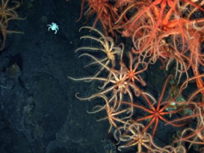 Brisingid sea stars in the Lau Basin / South Pacific vent system. Credit: "Ridge 2000" Lau expedition, taken with Jason II in 2005