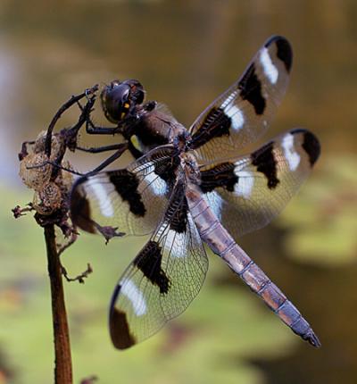 Penn State researchers studied the dragonfly, Libellula pulchella, and discovered that a supposedly harmless parasite triggers metabolic disorders similar to those found in humans afflicted with insulin resistance, type 2 diabetes, and obesity. Credit: Ruud Schilder