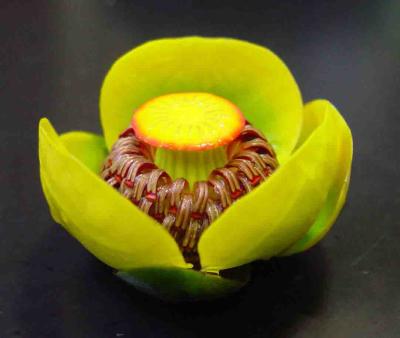 The yellow water lily (Nuphar advena) shows evidence of an ancient genome duplication that may have been a key event in the evolution of flowering plants.Photographs by Yi Hu, Penn State Eberly College of Science Department of Biology. 