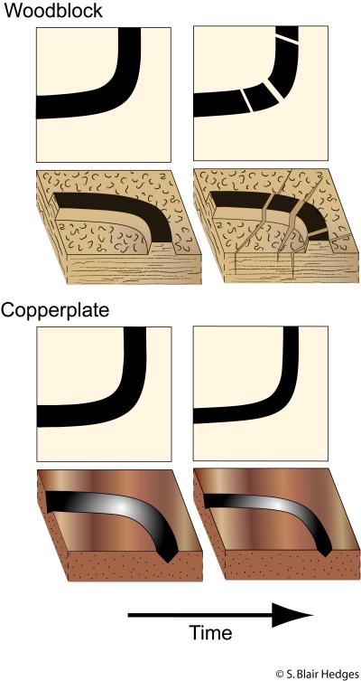 The print clock. In these models, close-ups of a carved woodblock (above) and engraved copperplate (below) are shown, corresponding to a curved black line on the print behind it, at two time periods. Image courtesy of Blair Hedges, Penn State