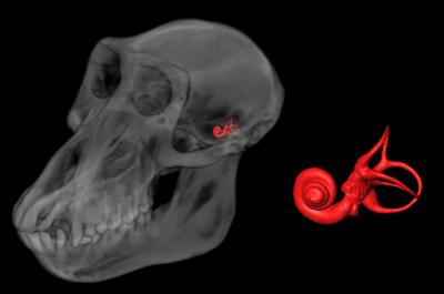 A computer reconstruction of an adult female baboon skull from high-resolution x-ray computed tomography (CT) slices. The skull is rendered transparent to show the position of the three semicircular canals and cochlea of left inner ear filled in red. The enlargement of the canals and cochlea is five times the size of the canals shown in the skull. Each canal is approximately 5 mm in diameter. Credit: Alan Walker lab, Penn State