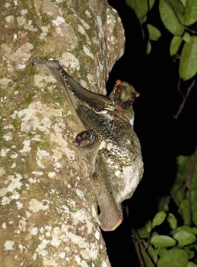 Credit: Norman Lim, National University of Singapore  Colugo mother and baby (Cynocephalus variegatus) from southeast Asia