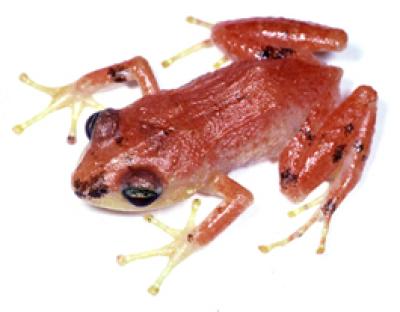 Credit: Blair Hedges, Penn State  Red frog from mountains of Haiti. Eleutherodactylus audanti, from Massif de la Selle.