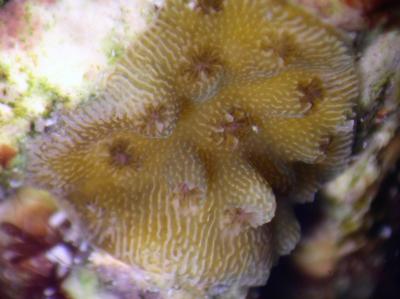 Elkhorn coral (Acropora palmata) are protected as a threatened species by the United States Endangered Species Act. Credit: Ramon Villaverde, Columbus Zoo