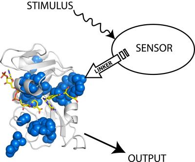 Credit: Benkovic lab, Penn State  The scientists attached a light-sensing protein (sensor) from oat plant to an enzyme from E. coli. When they shined white light (stimulus) on the sensor, the enzyme's acitvity increased (output).